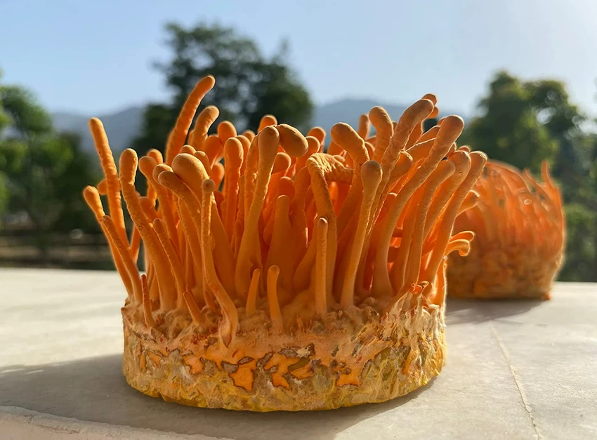 Boost Energy Naturally with Keeda Jadi from VASP Planner